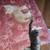 Beautiful Short Haired Domectic Kittens 1 thumbnail