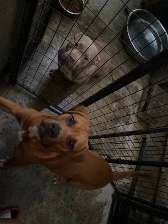 Xl bullyyy (Compton)63953816427523120