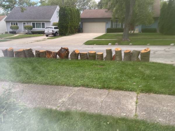 Fire wood 1