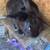 Rabbits- bunnies (New Zealand’s/ lionhead mixes) 1 thumbnail