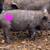 Kune kune piglets 5 thumbnail