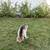 Rehoming German Shepherd Puppy 2 thumbnail
