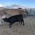 Jersey x Aberdeen heifers 5 thumbnail