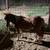 Mini horse 2 thumbnail