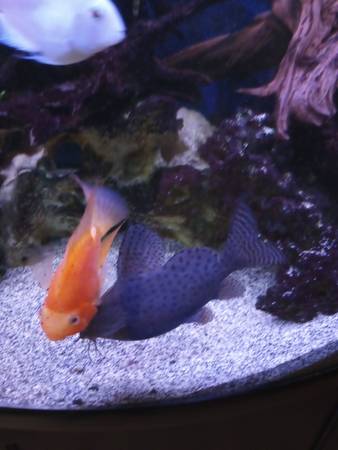 100 gallon setup63872576470787122