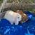Beautiful Mini Lop Rabbits 3 thumbnail