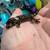 Chahoua gecko 1 thumbnail