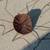 METAL SPIDER Antique Halloween Decoration Hubcap Bottle Opener Vintage 5 thumbnail