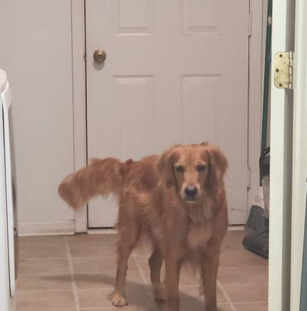 Male Golden Retriever63839345179395120