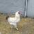 Chickens/flock 5 thumbnail