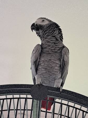 African grey (Port Saint Lucie)63667828988673120