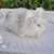 MAGPIE English Angora DOE Bunny Rabbit with BLUE Eyes 3 thumbnail