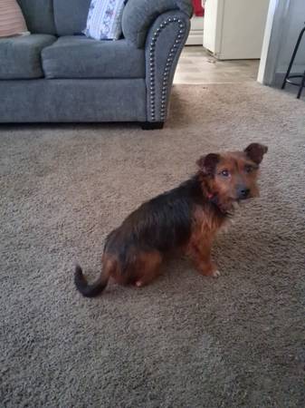 Pup..Yorkie mix (Norfolk)63882831577985123