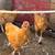 Buff orpington chikens 3 thumbnail
