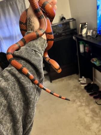 Milksnake (Methuen)63876412396803121