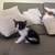 Ancient Van kitten 4 thumbnail