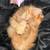 mainecoon kittens 4 thumbnail