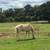 Super nice beginner friendly riding and driving haflinger gelding 11 thumbnail