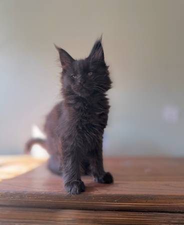 Farm barn kitties 1