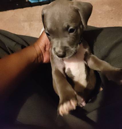 PUPPY NEEDS A HOME SMALL REHOMING FEE (Cleveland)63686604913921121