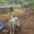 Great pyrenees 2 thumbnail