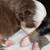 Toy/mini Aussie 4 thumbnail