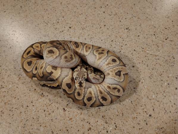 Pastel ghi clown female ball python 1