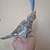 Cockatiel 3 thumbnail