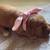 *** Golden Retriever Rehoming Fee *** 3 thumbnail
