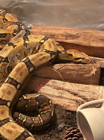 Boa (Black river)64040256073091121