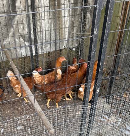 Easteregger 6 month old hens 1
