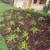 Gardener,Lanscape services,maitenance,masonry work,farm & garden 5 thumbnail