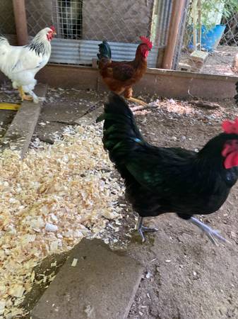 Gallitos para reubicar (Miami)63654750115203123