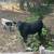 Angus steer 1 thumbnail
