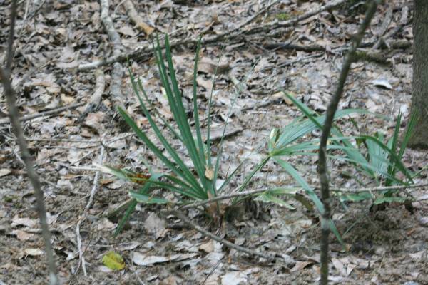 $39,500 5.7 Acres of Woodlands between Kirbyville and Bon Wier on Co. Rd. 4060 (Bon Wier, Texas)64036373477379124