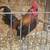Roosters and hens available 3 thumbnail