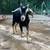 Goat for sale 1 thumbnail