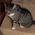 CAT MISSING! Tiger cat midsize 2 thumbnail