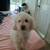 Male multipoo for forever home 2 thumbnail