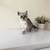 British shorthair female - kitten 4 thumbnail