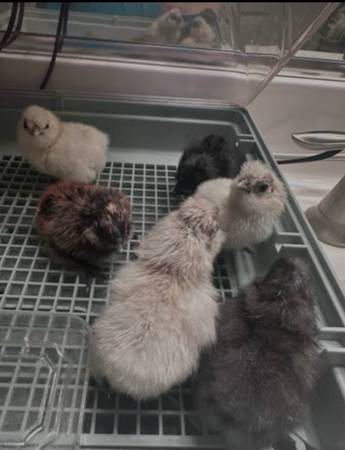 Silkie  chicks 1
