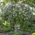 Cecile Brunner Climbing Rose 3 thumbnail