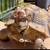 Bonded Pair of Male Sulcata Tortoises 1 thumbnail