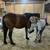 Mustang gelding 7 thumbnail