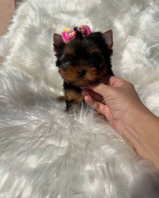 rehoming tiny puppy 1