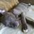 Pet Related Housing Issues? Pet / Sitting / Boarding short/long term 2 thumbnail