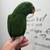 Baby eclectus 2 thumbnail