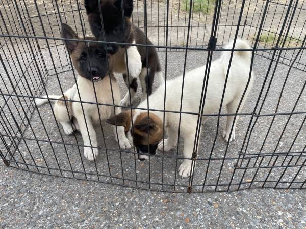 American Akita Puppies 1