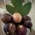 Fig Tree 4 thumbnail