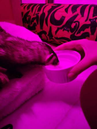 FOUND FERRET (Greenwood)63942500140290124